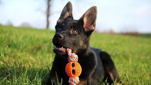 Different types discount of dog toys